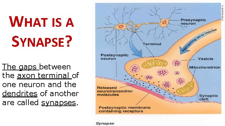 WHAT IS A SYNAPSE? The gaps between the axon terminal of one neuron and