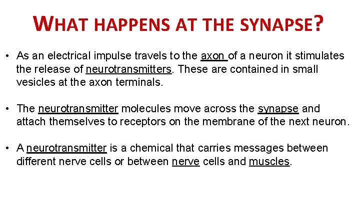 WHAT HAPPENS AT THE SYNAPSE? • As an electrical impulse travels to the axon