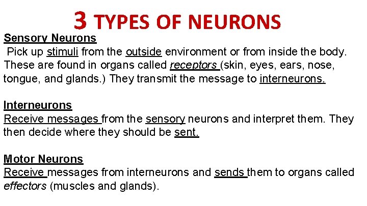 3 TYPES OF NEURONS Sensory Neurons Pick up stimuli from the outside environment or