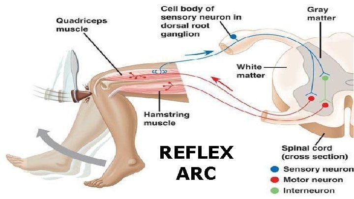 REFLEX ARC 