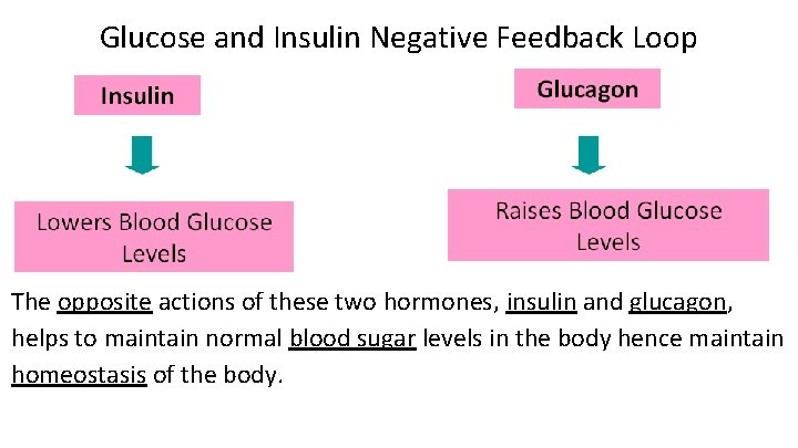 Glucose and Insulin Negative Feedback Loop The opposite actions of these two hormones, insulin