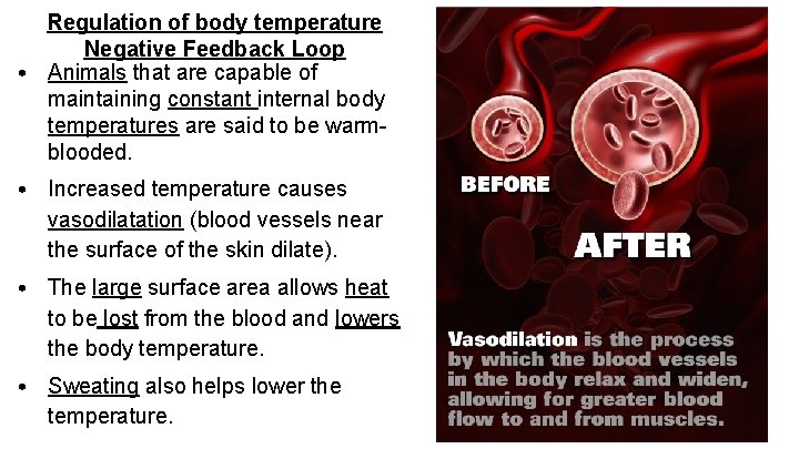 Regulation of body temperature Negative Feedback Loop • Animals that are capable of maintaining