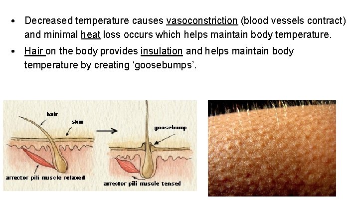  • Decreased temperature causes vasoconstriction (blood vessels contract) and minimal heat loss occurs