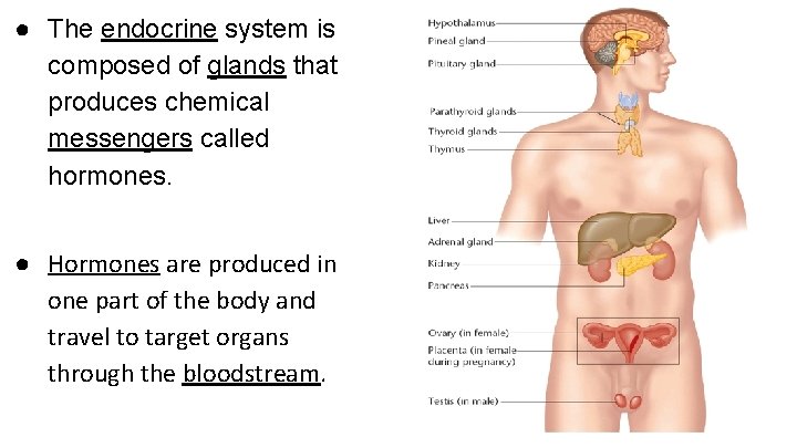 ● The endocrine system is composed of glands that produces chemical messengers called hormones.