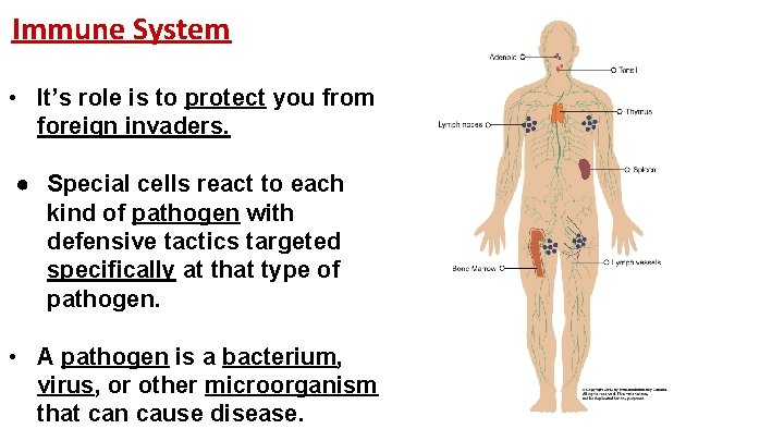 Immune System • It’s role is to protect you from foreign invaders. ● Special