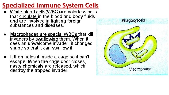 Specialized Immune System Cells ● White blood cells(WBC)are colorless cells that circulate in the