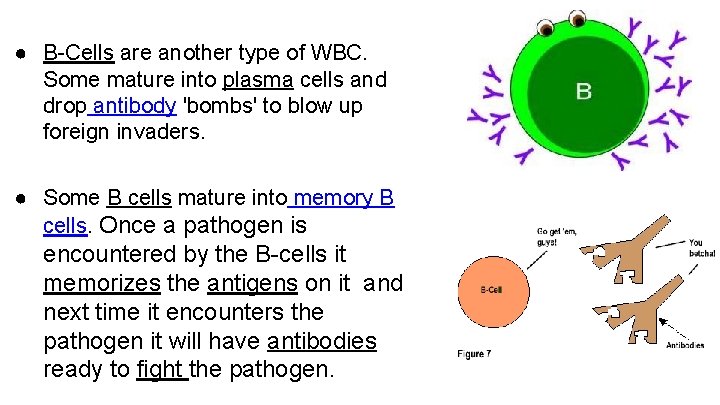 ● B-Cells are another type of WBC. Some mature into plasma cells and drop