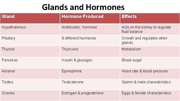 Glands and Hormones Gland Hormone Produced Effects Hypothalamus Antidiuretic hormone Acts on the kidney