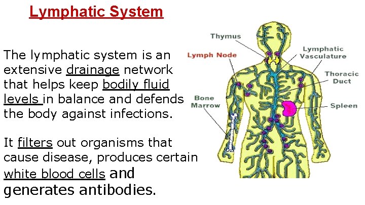 Lymphatic System The lymphatic system is an extensive drainage network that helps keep bodily