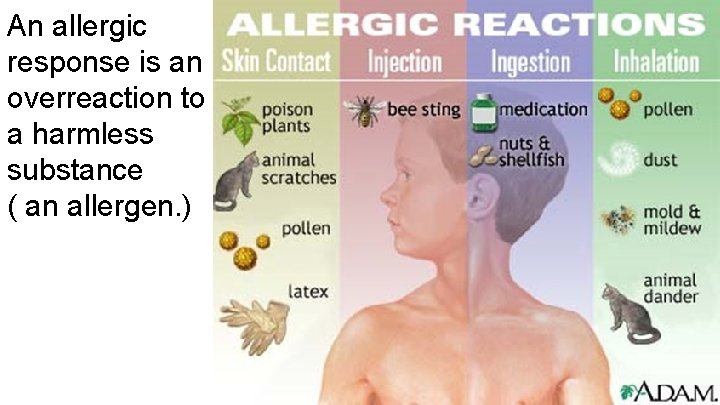 An allergic response is an overreaction to a harmless substance ( an allergen. )