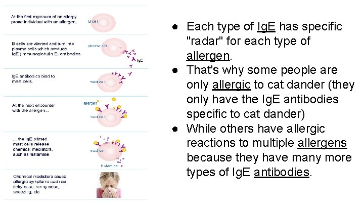 ● Each type of Ig. E has specific "radar" for each type of allergen.