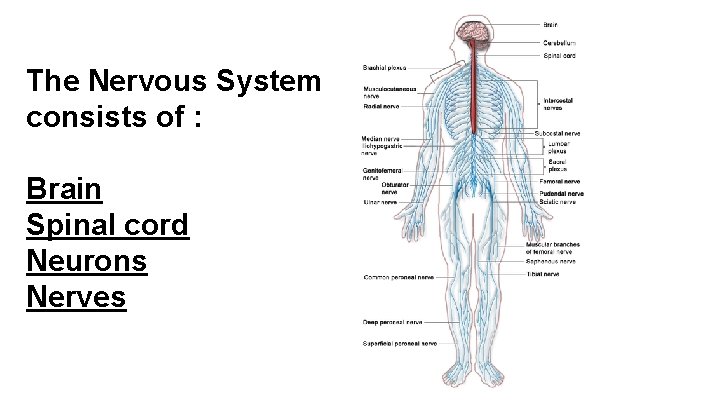 The Nervous System consists of : Brain Spinal cord Neurons Nerves 