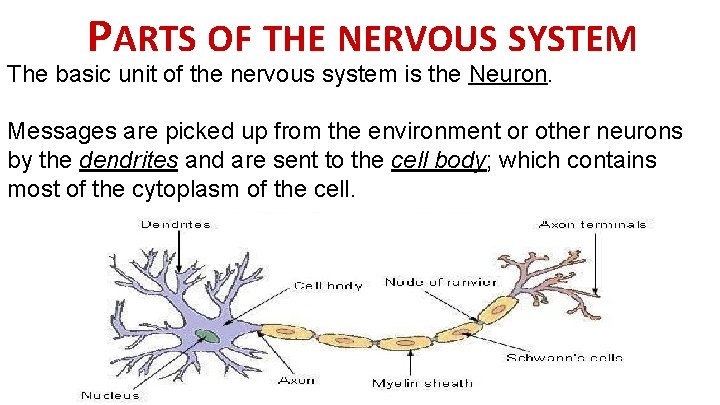 PARTS OF THE NERVOUS SYSTEM The basic unit of the nervous system is the
