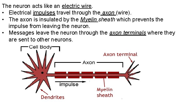 The neuron acts like an electric wire. • Electrical impulses travel through the axon