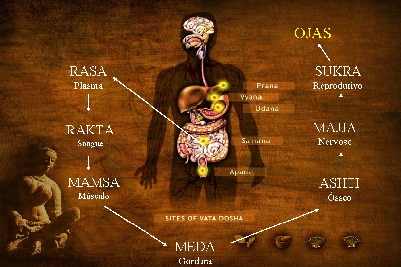 OJAS RASA SUKRA Plasma Reprodutivo MAJJA RAKTA Nervoso Sangue MAMSA ASHTI Músculo Ósseo MEDA