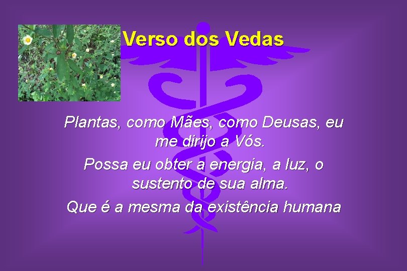 Verso dos Vedas Plantas, como Mães, como Deusas, eu me dirijo a Vós. Possa