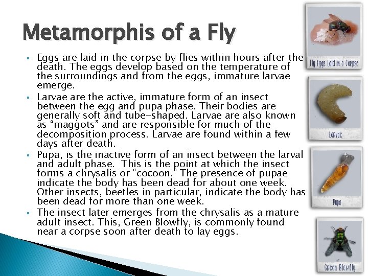 Metamorphis of a Fly § § Eggs are laid in the corpse by flies