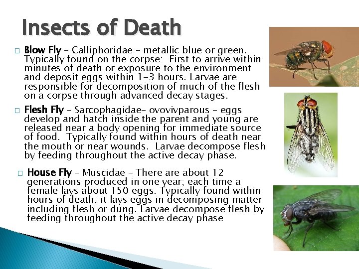 Insects of Death � � � Blow Fly – Calliphoridae – metallic blue or