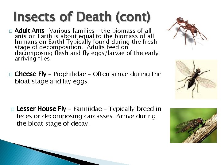 Insects of Death (cont) � � � Adult Ants– Various families – the biomass