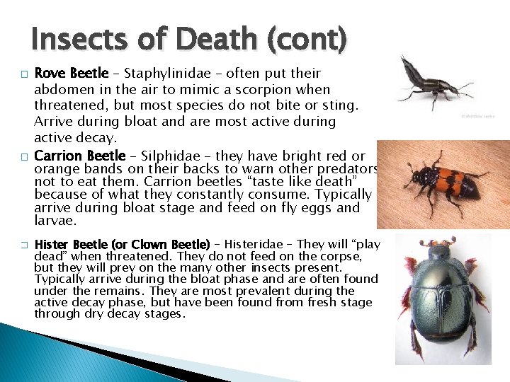 Insects of Death (cont) � � � Rove Beetle – Staphylinidae – often put