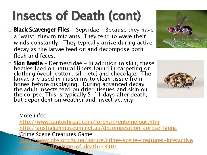 Insects of Death (cont) � � Black Scavenger Flies – Sepsidae – Because they