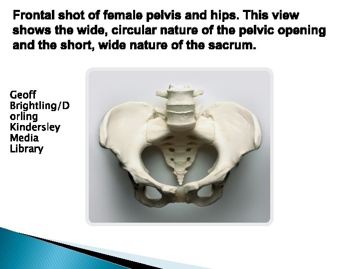 Frontal shot of female pelvis and hips. This view shows the wide, circular nature