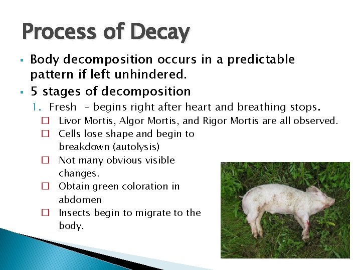 Process of Decay § § Body decomposition occurs in a predictable pattern if left