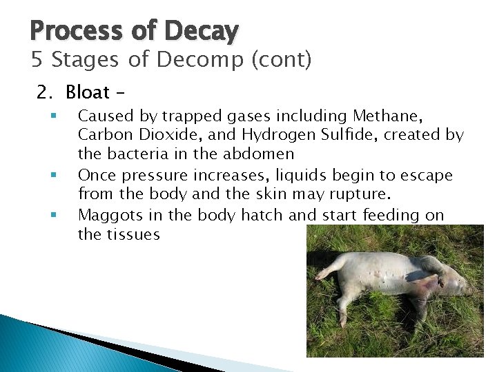 Process of Decay 5 Stages of Decomp (cont) 2. Bloat – § § §