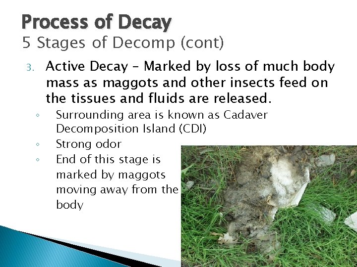 Process of Decay 5 Stages of Decomp (cont) 3. ◦ ◦ ◦ Active Decay