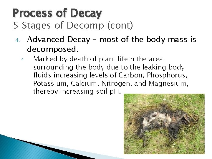 Process of Decay 5 Stages of Decomp (cont) 4. ◦ Advanced Decay – most