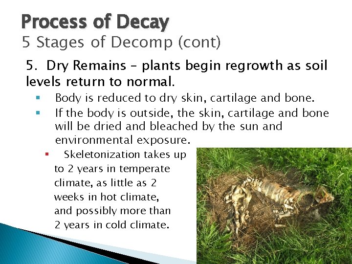 Process of Decay 5 Stages of Decomp (cont) 5. Dry Remains – plants begin