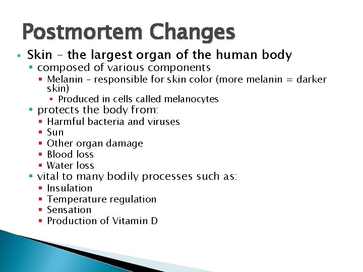 Postmortem Changes § Skin – the largest organ of the human body § composed