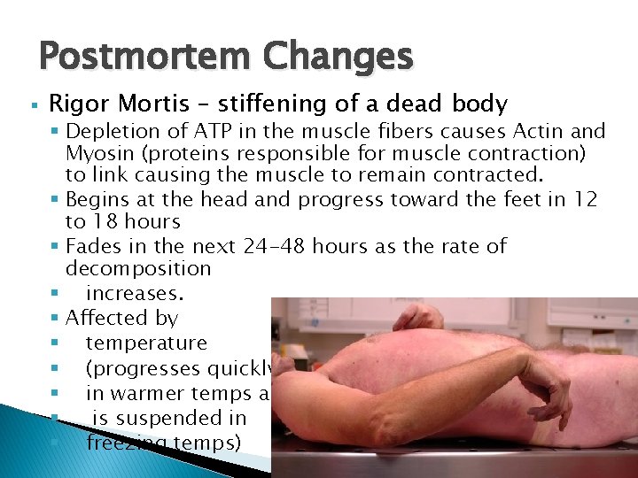Postmortem Changes § Rigor Mortis – stiffening of a dead body § Depletion of