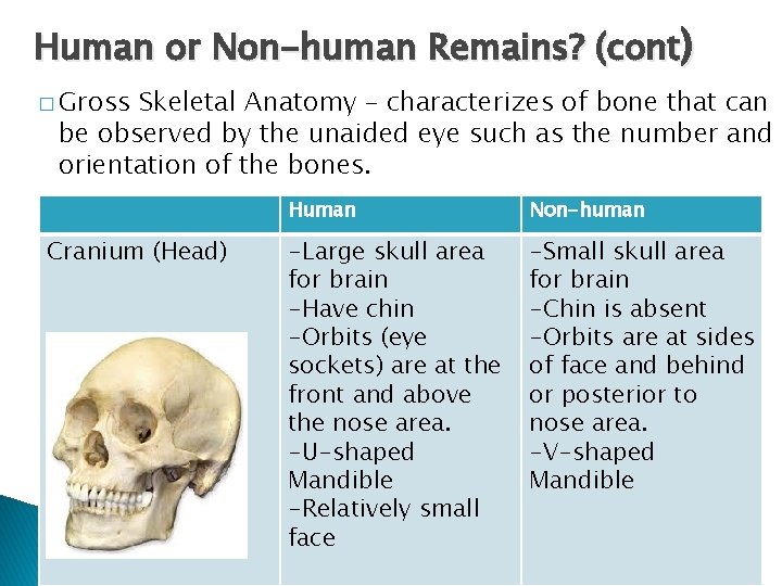 Human or Non-human Remains? (cont) � Gross Skeletal Anatomy – characterizes of bone that