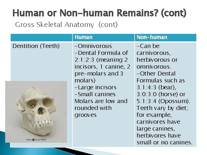 Human or Non-human Remains? (cont) Gross Skeletal Anatomy (cont) Dentition (Teeth) Human Non-human -Omnivorous