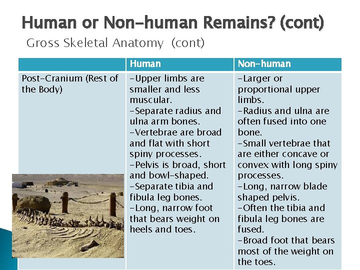Human or Non-human Remains? (cont) Gross Skeletal Anatomy (cont) Post-Cranium (Rest of the Body)