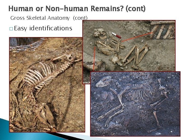Human or Non-human Remains? (cont) Gross Skeletal Anatomy (cont) � Easy identifications 