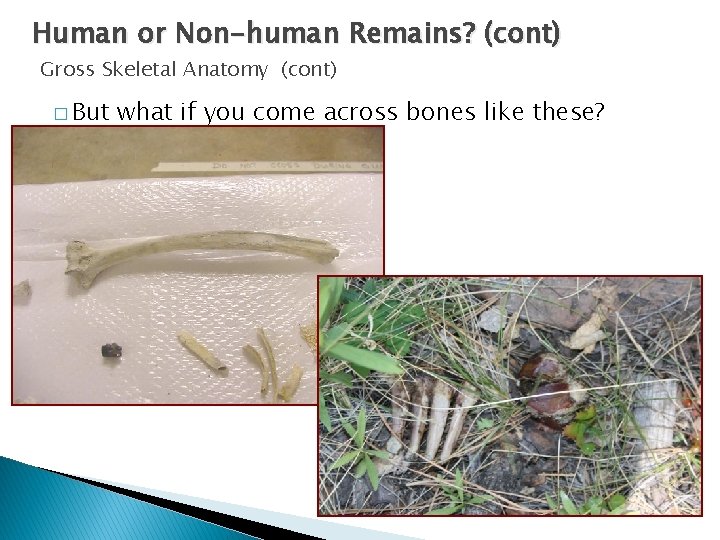 Human or Non-human Remains? (cont) Gross Skeletal Anatomy (cont) � But what if you