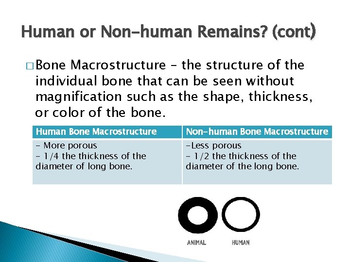 Human or Non-human Remains? (cont) � Bone Macrostructure – the structure of the individual