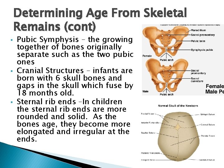 Determining Age From Skeletal Remains (cont) § § § Pubic Symphysis – the growing