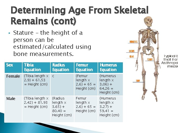 Determining Age From Skeletal Remains (cont) § Stature – the height of a person