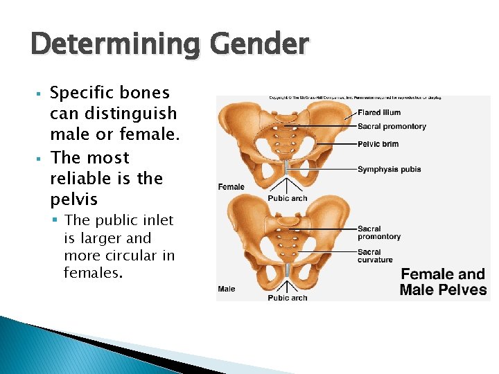 Determining Gender § § Specific bones can distinguish male or female. The most reliable