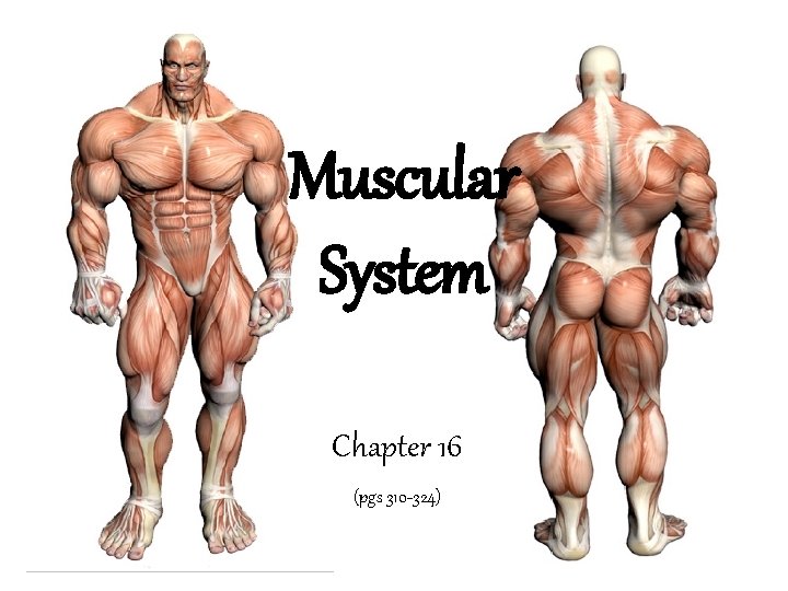 Muscular System Chapter 16 (pgs 310 -324) 