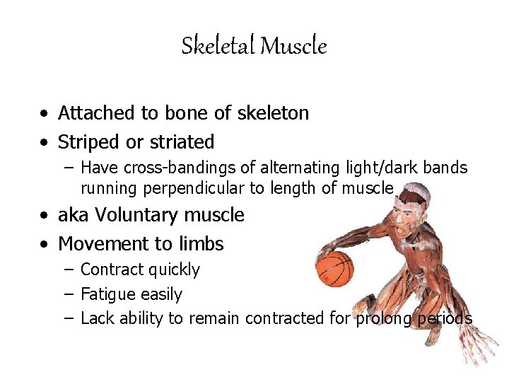 Skeletal Muscle • Attached to bone of skeleton • Striped or striated – Have