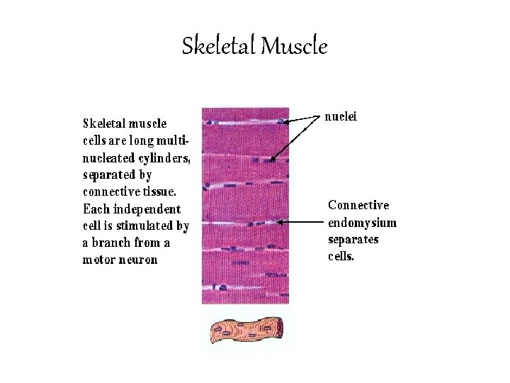 Skeletal Muscle 