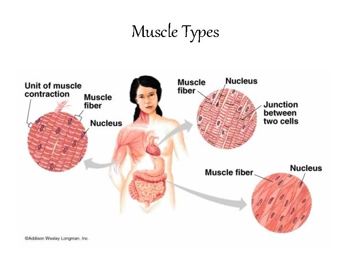 Muscle Types 