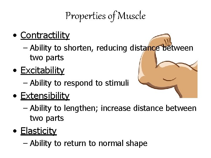 Properties of Muscle • Contractility – Ability to shorten, reducing distance between two parts