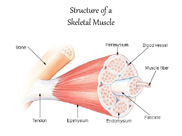 Structure of a Skeletal Muscle 