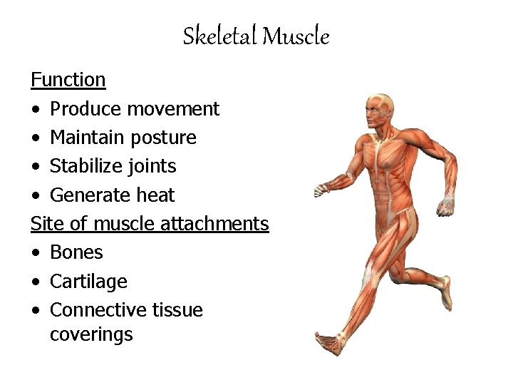 Skeletal Muscle Function • Produce movement • Maintain posture • Stabilize joints • Generate