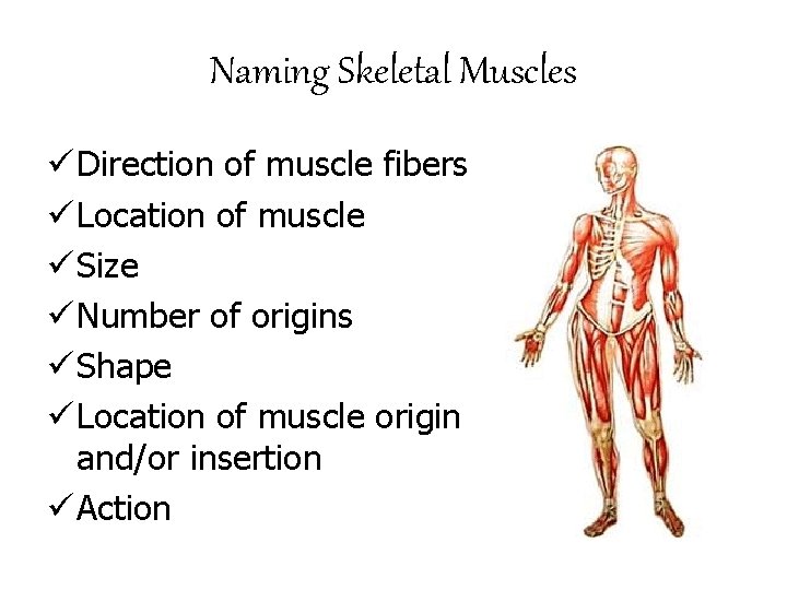 Naming Skeletal Muscles ü Direction of muscle fibers ü Location of muscle ü Size